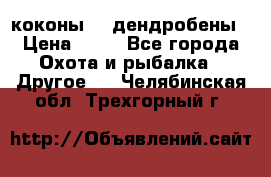 коконы    дендробены › Цена ­ 25 - Все города Охота и рыбалка » Другое   . Челябинская обл.,Трехгорный г.